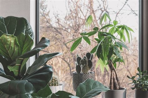 風水植物 陽台|陽台種什麼植物風水好？輕鬆打造開運好風水 